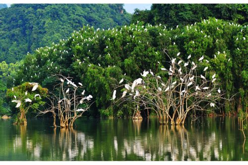 vuon-chim-thung-nham-ninh-binh