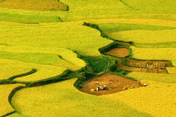 Điện Biên: Mùa vàng trên cánh đồng Mường Thanh