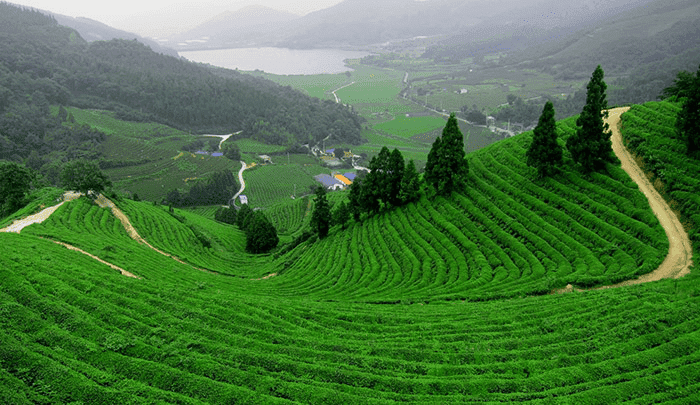 Đồi chè Tân Cương